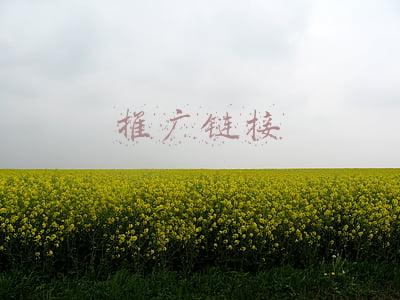 球球代刷网站推广链接(球球大作战刷龙蛋网站 刷龙蛋辅助工具分享)