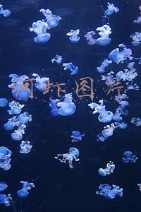 河虾图片大全(酒店大厨推荐：龙虾、河虾、明虾、对虾，等……二十款制作大全)