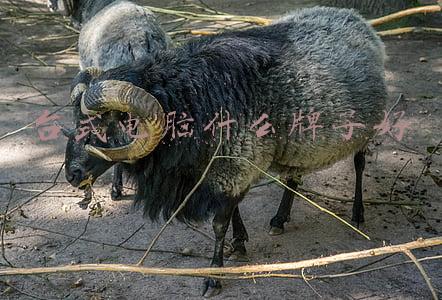 办公用台式电脑什么牌子好(千元级台式电脑组装配置清单推荐/办公，家用性价比十足)