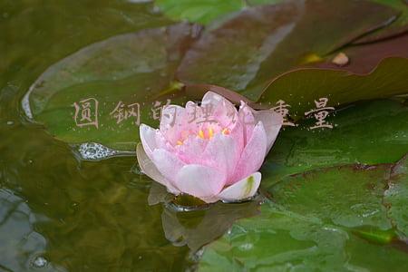 圆钢的理论重量