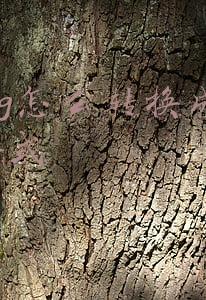 dwg怎么转换成jpg格式