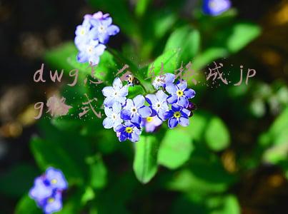 dwg怎么转换成jpg格式