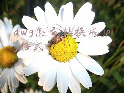 dwg怎么转换成jpg格式