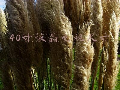 40寸液晶电视尺寸
