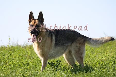 联想thinkpade40