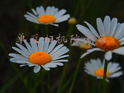 单反相机防潮箱推荐(不想相机被梅雨天秒杀？器材防潮怎能比较便宜？)