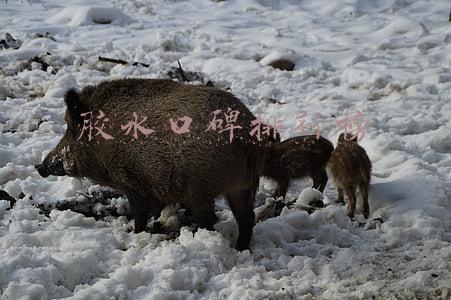 胶水口碑排行榜