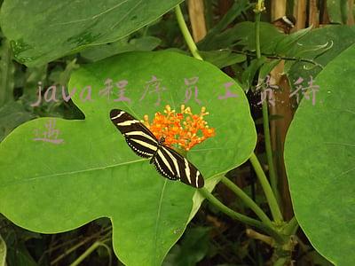 java程序员招聘(企业招聘Java程序员的标准是什么？)