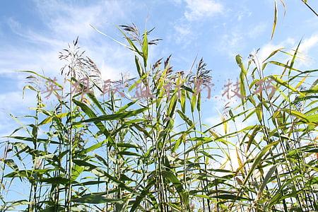 英雄联盟打野英雄排名(LOL手游：沈老师推荐5大野区霸主，寡妇隐身让对手头疼，剑圣无解)