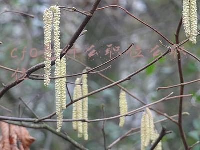 cfo是什么职位么职位