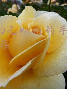 1500元以内的手机推荐华为(个个颜值在线，华为1500元到2500元热门手机盘点)