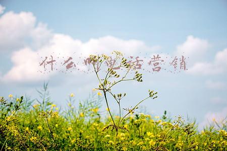 什么叫电话营销
