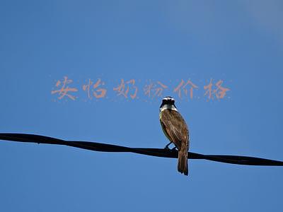 安怡奶粉价格表(Anlene 安怡 金装高钙低脂成人配方奶粉 1700g 89元（139-50）)