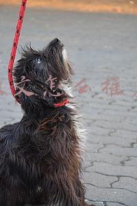 软文怎么推广