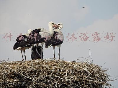 什么牌子的沐浴露好