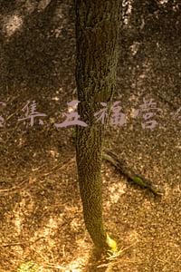 支付宝五福营销案例(一文看懂“五福”背后的商业悬机︱案例精选)