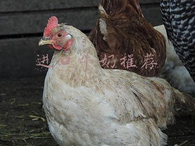 进口纯牛奶推荐(40款进口纯牛奶评测（上）：进口纯牛奶更值得选吗？)