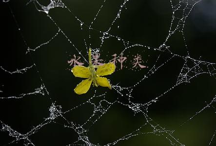 水果种类