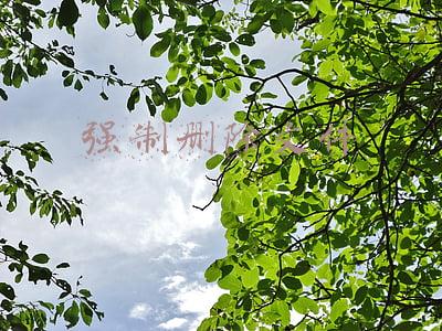 强制删除文件