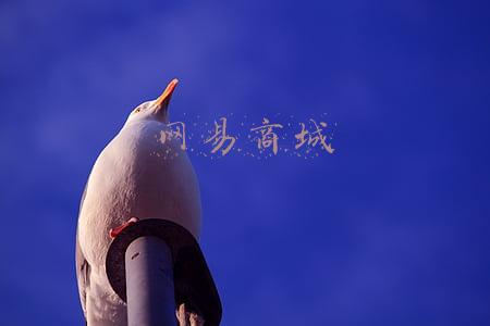网易商城