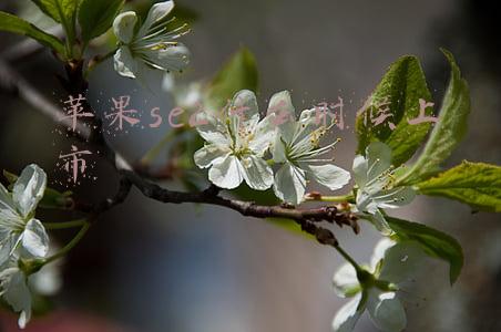 苹果se2什么时候上市价格(苹果iPhone SE2正式发布 售价3299元起)