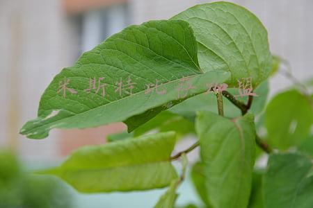米斯特比萨加盟条件(加盟披萨店怎样，你所不知道的那些坑)