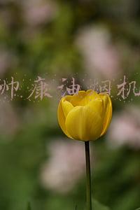 帅康油烟机
