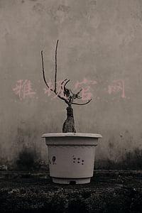 雅顿官网中文官网(雅顿官网：橘灿7折+送时空胶囊+$67购圣诞大礼包+14.5%限时高返！)