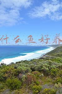 什么鱼好养