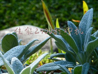 佳能2900打印机怎么换墨粉(佳能2900打印机，打印字体有阴影的故障和解决方法)