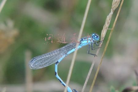 问道天书怎么获得(《问道》天书散卷 四招炼就无上仙宠)