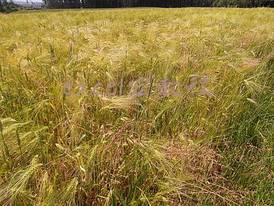 excel宏的使用教程(Excel宏的使用方法入门原来这么简单)