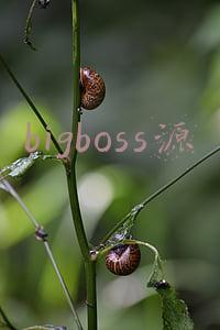 bigboss源