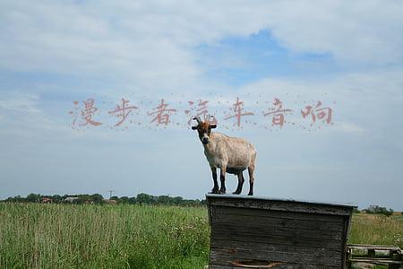 漫步者汽车音响官网(TA曾号称国产音箱领头羊 可这几年却干了这些事)