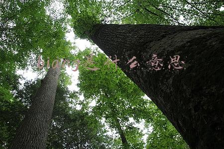 biang是什么意思