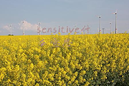 sensitive什么意思