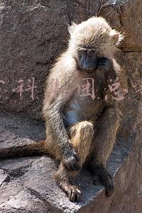 万科集团总部