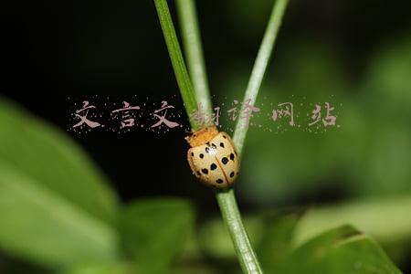 语文文言文翻译器(微软这个翻译新功能，赶紧用起来)