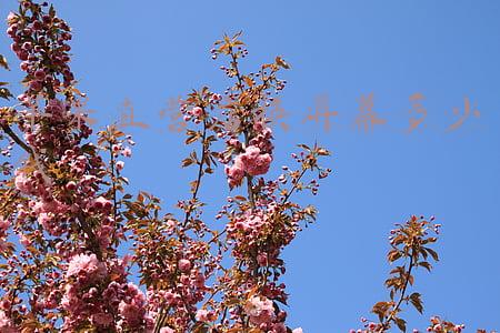 苹果店换屏价格；苹果店换屏价格威宁路天山路附近