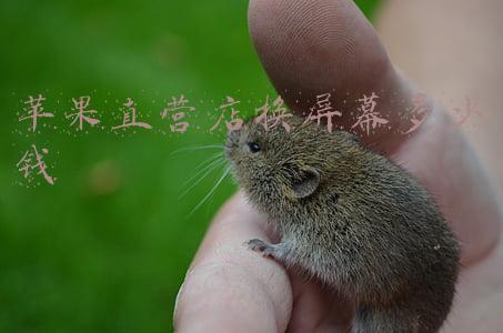 苹果售后店换屏多少钱：苹果维修店换屏幕价格