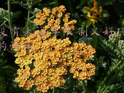 没有未成年限制又好玩的游戏
