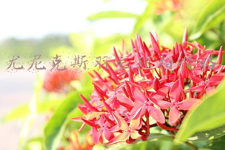 尤尼克斯羽毛球拍价格