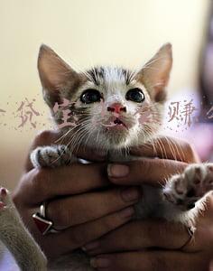 借贷宝怎么赚钱