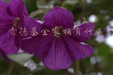 肯德基全家桶有什么