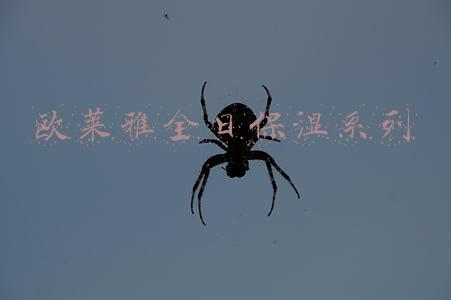 欧莱雅全日保湿系列