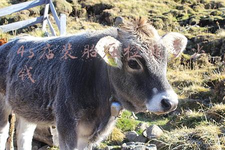 维修店检查胎压多少钱(维修店检测胎压多少钱)