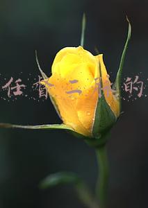 舌顶上颚打通任督二脉的感觉(如何打通任督二脉？)