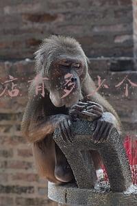 瓦房店乡镇卫生院招聘：瓦房店有多少个乡镇卫生院
