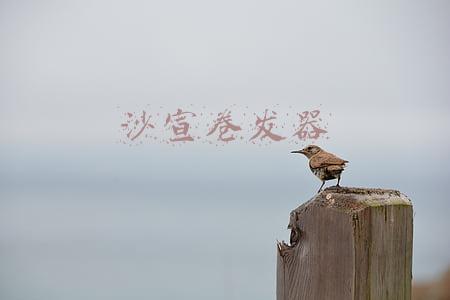 沙宣卷发器好用吗(戴森卷发棒名不副实？吹风机又值不值得买？我们进行了测试……)