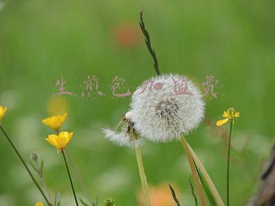 生煎包加盟费多少钱(生煎的加盟费用都有哪些？)